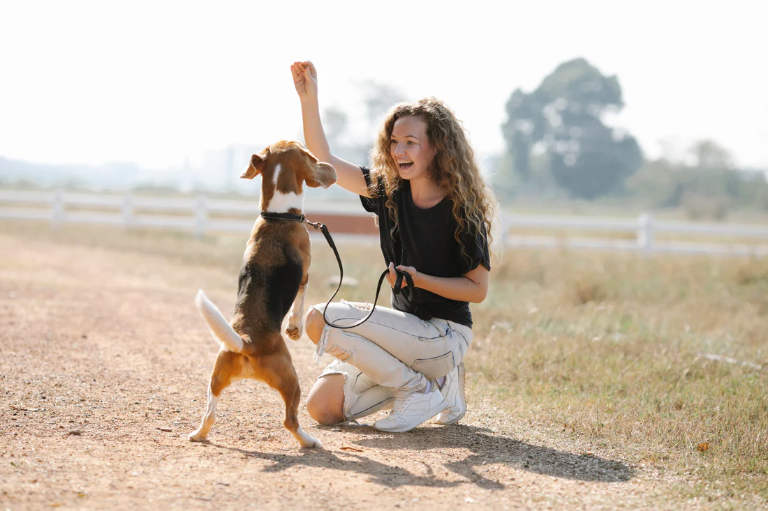Dog Anxiety Trainers Phoenix AZ Expert Help for Calm Dogs